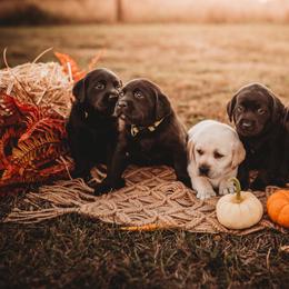 Labrador Retriever Puppies from Prince Labradors