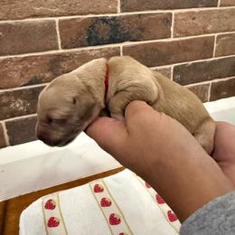 Ford- Red - Golden male Golden Retriever puppy in Cedar City, Utah from RuTess Goldens