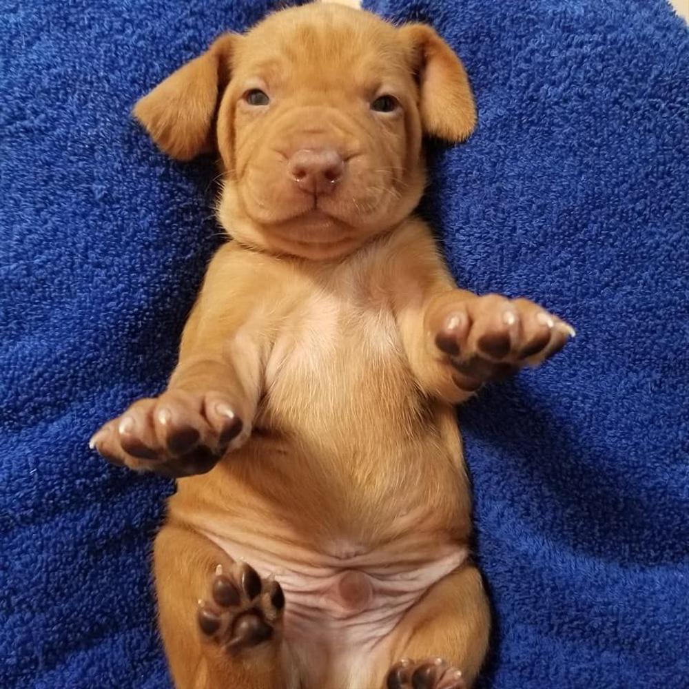 Puppy Enrichment  Barrett Weimaraners