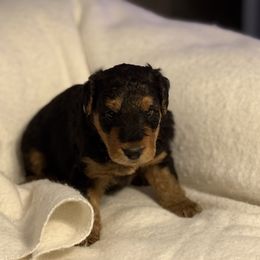 Sawyer - Black and tan male Airedale Terrier puppy in Thomasville, North Carolina from Beitzel Babies