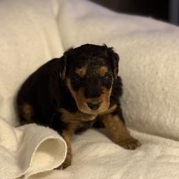 Sawyer - Black and tan male Airedale Terrier puppy in Thomasville, North Carolina from Beitzel Babies