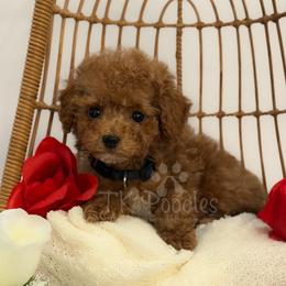 Eiffel - Red  male Poodle puppy in Belleville, New Jersey from TK Poodles