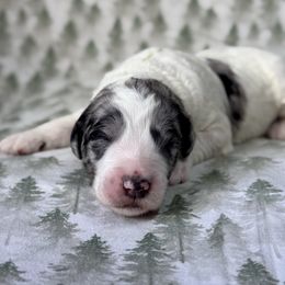 Onyx - Blue merle and white male Sheepadoodle puppy in Tahlequah, Oklahoma from Mulberry Ridge Doodles