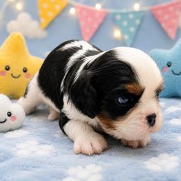 Sprinkles - Tri-color male Cavalier King Charles Spaniel puppy in Dallas, Texas from Holliday Cavalier King Charles Spaniels