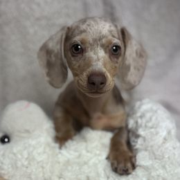 Willow - Fawn (isabella) and tan female Dachshund puppy in Fayetteville, Arkansas from Natural State Dachshunds