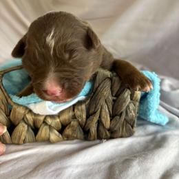 Mr Lime Green Collar - Red & white male Australian Shepherd puppy in Selma, North Carolina from Eon's Aussies