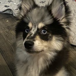 Mimi - Merle female Pomsky puppy in Leesburg, Virginia from Capital Pomsky