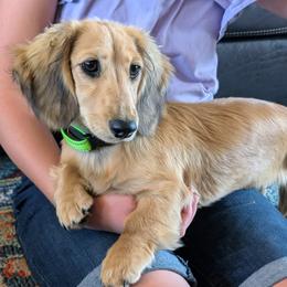 GEORGIANA - Dachshund