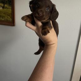 Dachshund Puppies from Vandruff Creek Mini Dachshunds