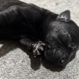 Gretchen - Black female Labrador Retriever puppy in Mount Olive, Mississippi from 3 King Kennels