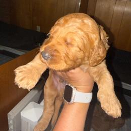 Light Blue Collar - Red  male Goldendoodle puppy in Winchester, Tennessee from Mahaffey’s Doodles