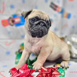 White - Fawn male Pug puppy in Kodak, Tennessee from My Princess Pugs