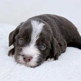 Rebecca - female Golden Mountain Doodle puppy in Fleming, Colorado from Vandenbark Doodles