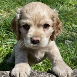 Cocker Spaniel Puppies from Brooks House Cocker Spaniels