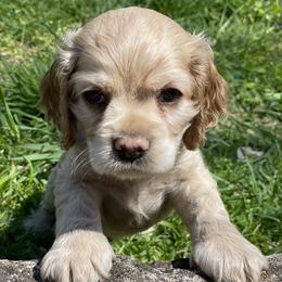 Cocker Spaniel Puppies from Brooks House Cocker Spaniels