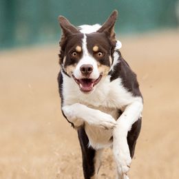 Quest - Border Collie