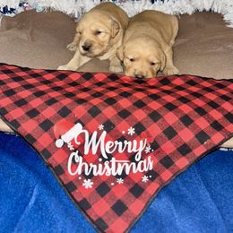 2nd pick golden retriever female - Golden female Golden Retriever puppy in Monticello, Iowa from Ashley’s Puppies