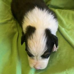 Jason - Black tri-color male Australian Shepherd puppy in Hammond, Louisiana from Gold Ring Australian Shepherds