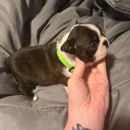 Bullseye - Seal and white male Boston Terrier puppy in Ringgold, Georgia from A-K Boston Terriers
