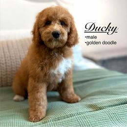 Ducky - Apricot male Goldendoodle puppy in Jackson, Mississippi from T.M. Poodles & Doodles