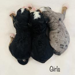Girl 3 - Merle female Bernedoodle puppy in Auburn, Indiana from Martin’s Doodles