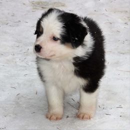 Australian Shepherd and Miniature Australian Shepherd Puppies from Ross Ranch Mini and Standard Aussie's