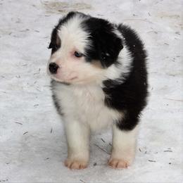 Australian Shepherd and Miniature Australian Shepherd Puppies from Ross Ranch Mini and Standard Aussie's