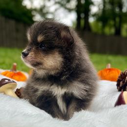 Jet - Blue male Pomeranian puppy in Atlanta, Georgia from Merle Paws Pomeranians