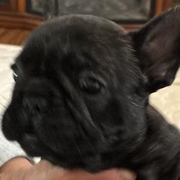 Boy 3 - Black male French Bulldog puppy in Muncie, Indiana from Seven Blessings Frenchies