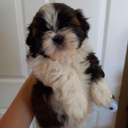 Shih Tzu Puppies from Tiny Bubbles Shih Tzus