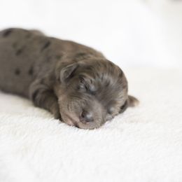 Girl 6 - Merle female Bernedoodle puppy in Tampa, Florida from TOP NOTCH PUPS- BERNEDOODLE BREEDER