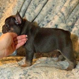 French Bulldog Puppies from PcFrenchies