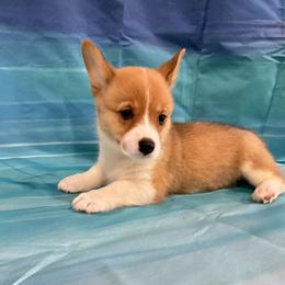 Belle - White and red female Pembroke Welsh Corgi puppy in Fayetteville, Tennessee from Sulphur Springs Corgis