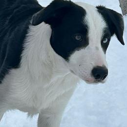 Arion - Black and white male Border Collie puppy in Canaan, New Hampshire from Henam Border Collies