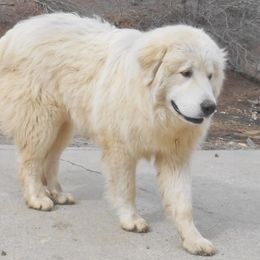 Snyper - Great Pyrenees