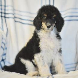 Chimney - Parti male Poodle puppy in Delta, Colorado from PTK Ranch