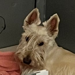 Max - Scottish Terrier