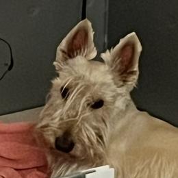 Max - Scottish Terrier