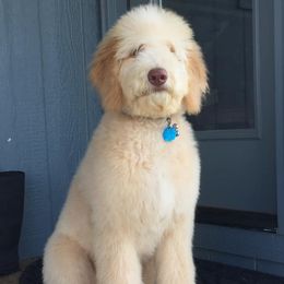 Goldendoodle All Grown Up from Connie’s Goldendoodles