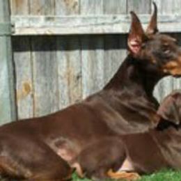 Doberman Pinschers from Daystar Dobermans
