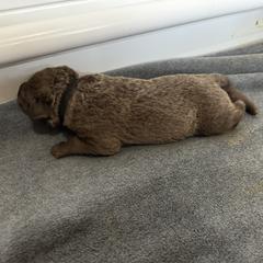 Boy 4 - Brown Chesapeake Bay Retriever puppy in Whitewater, Colorado from Willow Bend Chesapeakes