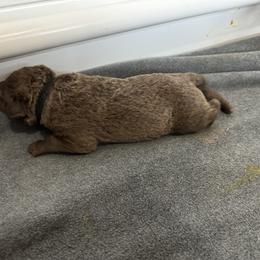 Boy 4 - Brown Chesapeake Bay Retriever puppy in Whitewater, Colorado from Willow Bend Chesapeakes