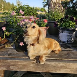 Willow - Dachshund
