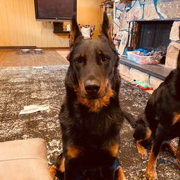 Ozella - Beauceron