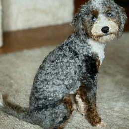 Angel - Blue merle female Bernedoodle puppy in Bristol, Tennessee from 4goldendoodles