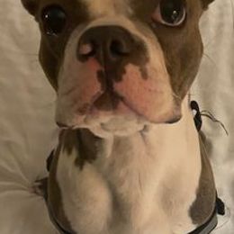 Boston Terriers from Bozman Boston’s