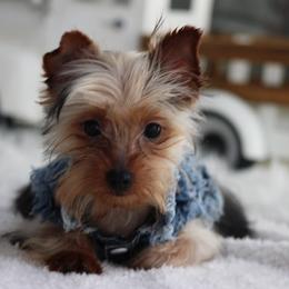 Boy 2 - male Yorkshire Terrier puppy in Hughesville, Missouri from Puppykiss4u
