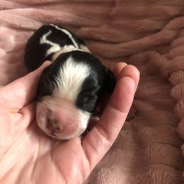 Boy 2 - Black white and tan English Springer Spaniel puppy in Oklahoma from Country Love Springers