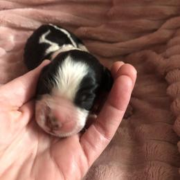 Boy 2 - Black white and tan English Springer Spaniel puppy in Oklahoma from Country Love Springers