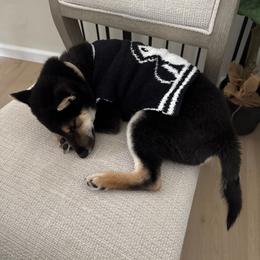 Shiba Inu Puppies from Mountain Air Shibas
